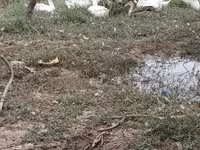Alman Pekin — foto 2