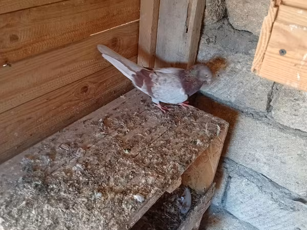 Serinka mayadı ünvan Mərdəkan