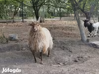 Oveja, Racka sheep — foto 5