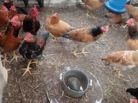 Chickens — الصورة 6