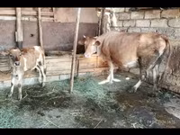 Cow, Cattle — photo 4