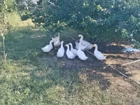 Ducks — photo 2