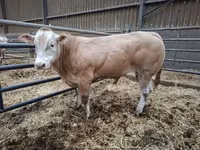 Buğa, Blonde d’Aquitane cattle — foto 3