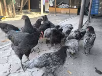 أوسترالورب — الصورة 2