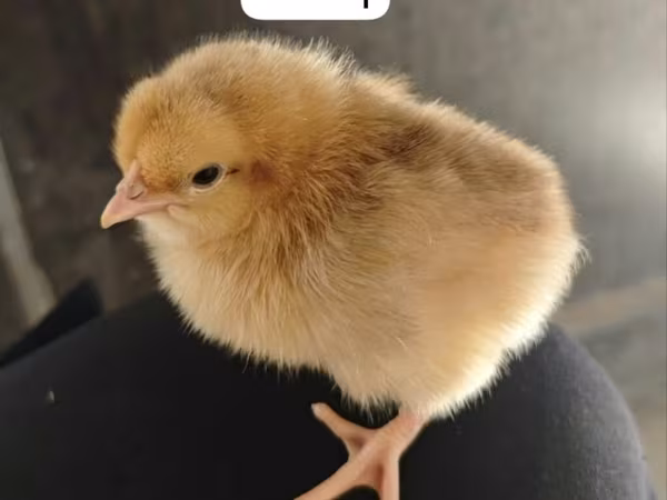 Chickens