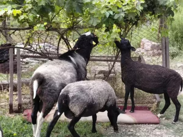Schaf, Romanov sheep