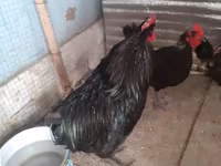 Chickens — photo 1