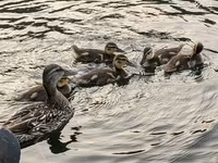 Ducks — Foto 1