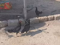 Chickens — photo 2