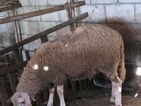 Ram, Lacaune sheep — photo 5