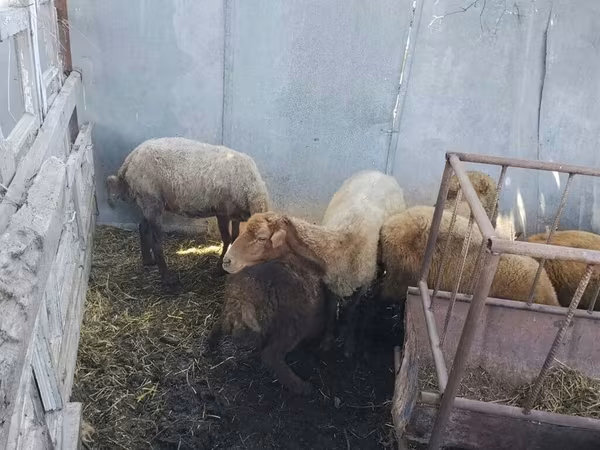 Sheep (batch, sex not specified), Sheep — Azerbaijan