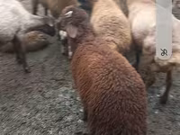 Qoyunlar (partiya, cinsi göstərilməyib), Red Karaman sheep — foto 3