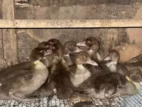 Domestic Muscovy — photo 1