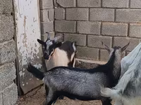 Keçi, LaMancha goats — foto 2