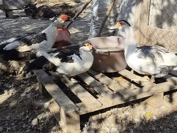 Утки