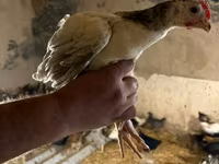 Chickens — photo 5