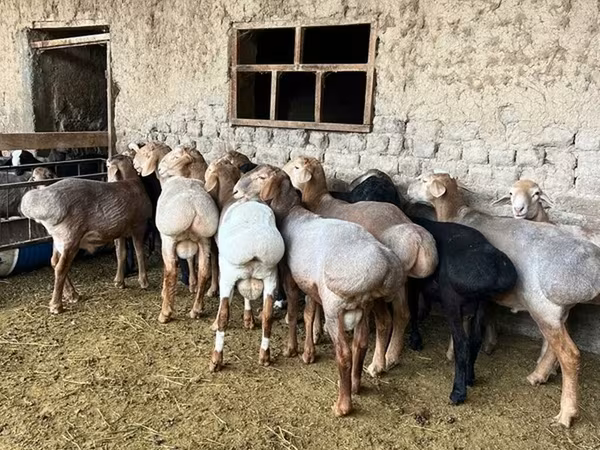 Widder, Rhon sheep
