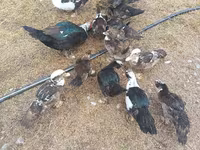 Domestic Muscovy — photo 3