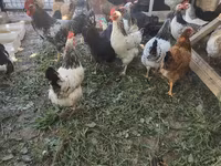 Chickens — photo 7