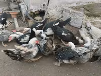 Ducks — Foto 3