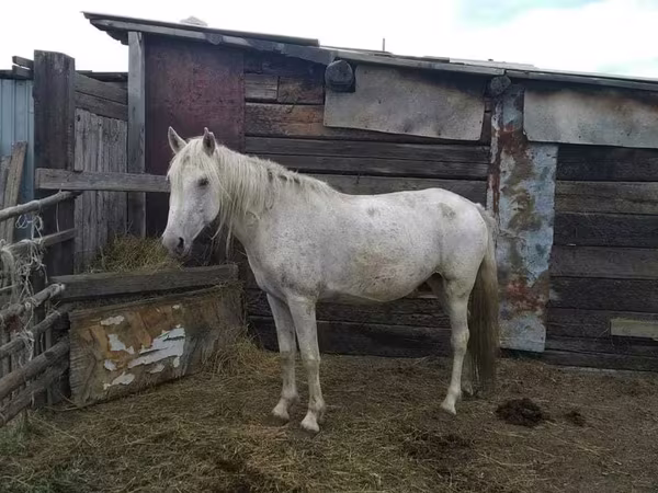 Бээ, Аттар