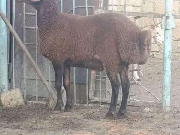 Qoç, Qoyunlar