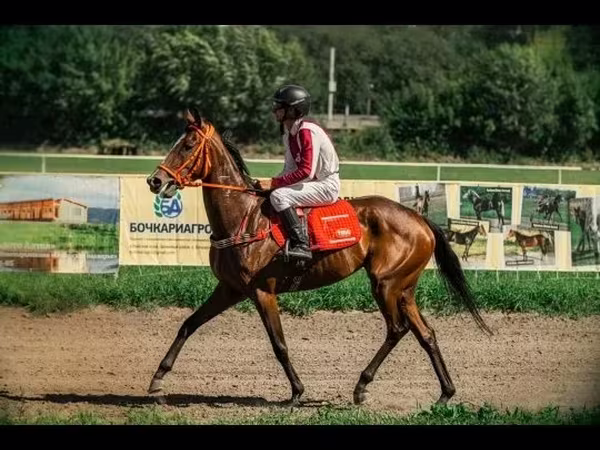 Madyan, Arabian horse