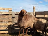 Qoyun, Kazakh fat-tailed coarsewool sheep — foto 2