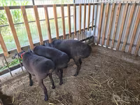 Baran, Hissar sheep — zdjęcie 3