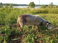 Dişi keçi, Kejobong goat — foto 4