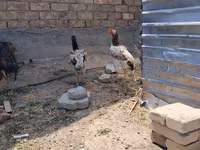 Ayam Cemani — foto 7