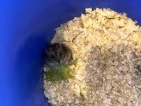 Cüce hamster və tam dəst aksesuarlar Qefes ile biryerde satılır 2-3 — الصورة 2