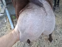Keçi, Murcia-Granada goats — foto 1