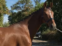 घोड़ी, Hanoverian — फ़ोटो 4