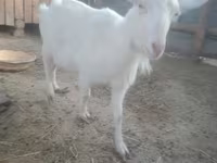 Goat, Russian White goat — photo 1