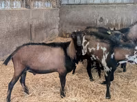 Keçi, Alpine goat — foto 4