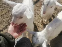 Cabra, Cabras — foto 1
