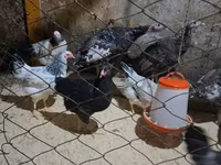 Chickens — foto 3