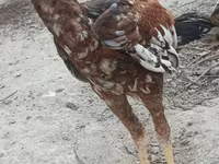 Chickens — foto 3