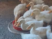 Ducks — photo 2