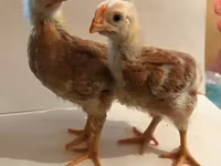 Chickens — photo 1
