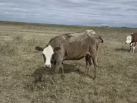 Cow, Kazakh White-headed cow — photo 1