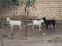 Dişi keçi, Keçilər — foto 1