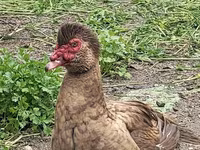 Ducks — photo 1