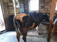 Cow, Holstein breed — photo 6