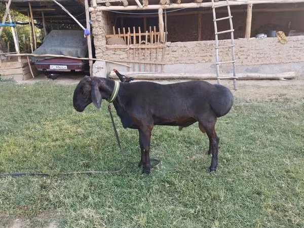Qoç, Arashan sheep