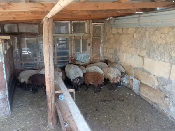 Ram, Sheep — Azerbaijan