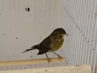 Daimi qus isi ile mesqul olanlar biler bu qiymete erkek bulbul esla — 照片 3