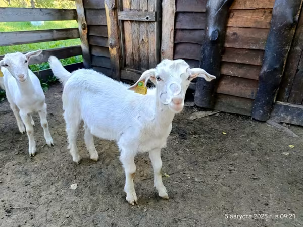 Billy Goat, Saanen goat