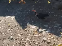 Guinea fowl — foto 1